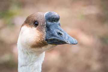 Brown Goose
