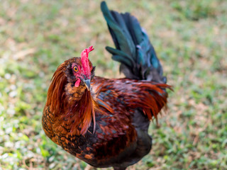 A rooster is enjoying a sunny weather