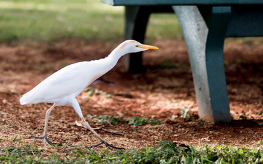 A white egret is enjoying a sunny weather