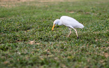 A white egret is enjoying a sunny weather