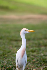 A white egret is enjoying a sunny weather