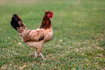 A chicken is enjoying a sunny weather