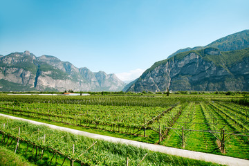 Fototapeta na wymiar Vineyard field near mountains at daytime. Italy, Europe