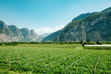 Fototapeta na wymiar Vineyard field near mountains at daytime. Italy, Europe