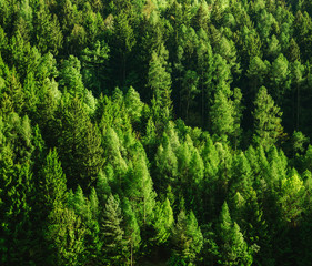 Green forest trees texture background. Nature landscape