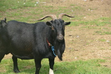 carnero de pelaje negro