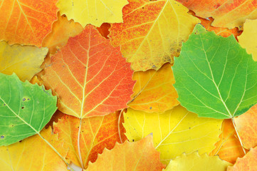 colorful autumn leaves background