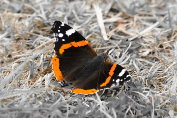 Fototapeta na wymiar Red Admiral Butterfly