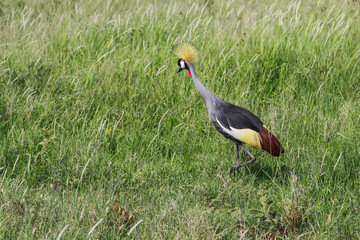 Birds of Serengeti
