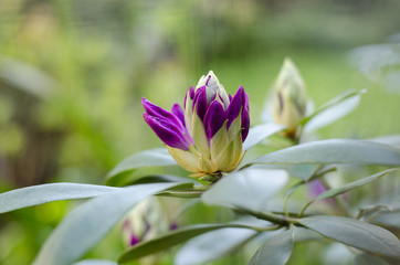 Rare purple flower on a blurred green background