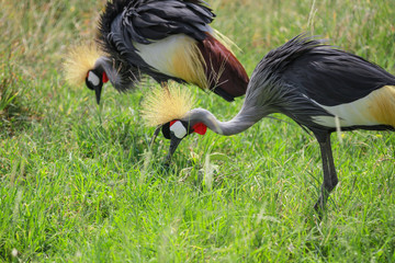 Birds of Serengeti