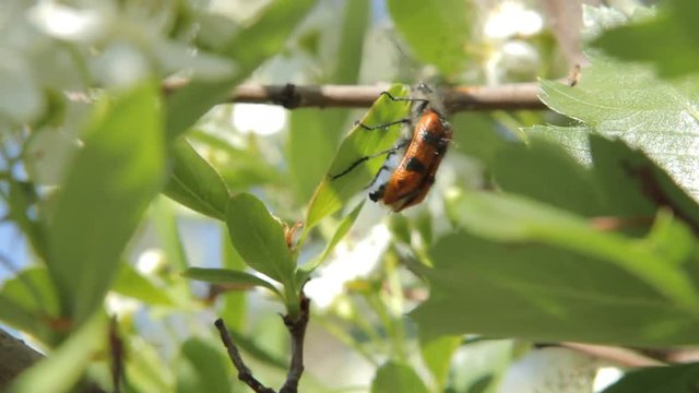 Bee collecting nectar
