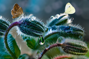 Summer landscape, artistic image. white and brown butterflies on a dark purple Bud of a flower with drops of water dew. Macro. Selective focus.