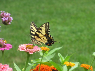 Fototapeta na wymiar Butterfly on Zinnia