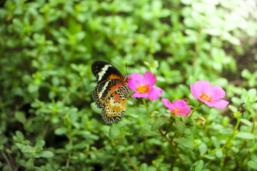 Beautiful butterfly on Flower in public park, Background,garden