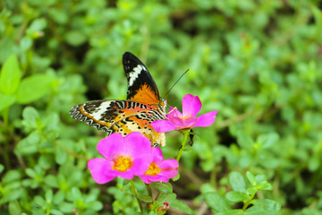 Fototapeta premium Beautiful butterfly on Flower in public park, Background,garden