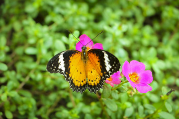 Beautiful butterfly on Flower in public park, Background,garden
