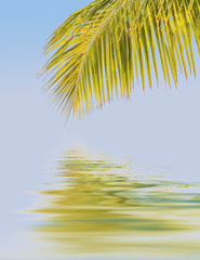 Fototapeta na wymiar reflets de palme de cocotier 