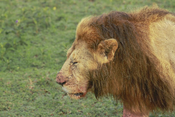 Obraz premium Lions of Serengeti