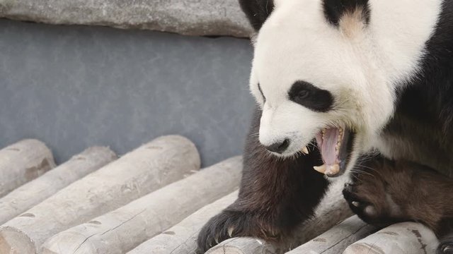 Closeup shot of a cute Panda Bear