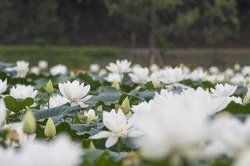 Beautiful lotus flower