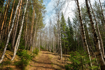 Beautiful spring landscape of Russian Taganay national park with birch and fir trees.