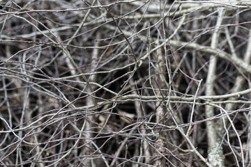 Closeup heap of dry wooden branches as natural background.