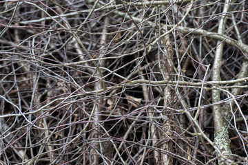 Closeup heap of dry wooden branches as natural background.