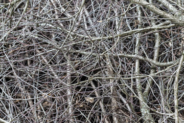 Closeup heap of dry wooden branches as natural background.