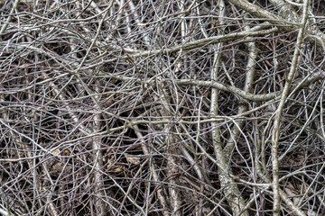 Closeup heap of dry wooden branches as natural background.