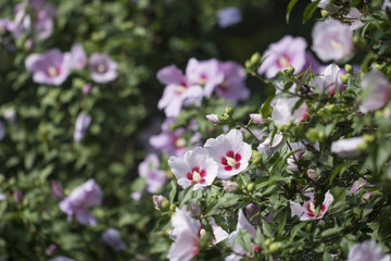 Beautiful rose of Sharon