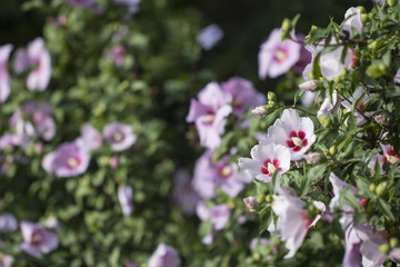 Beautiful rose of Sharon