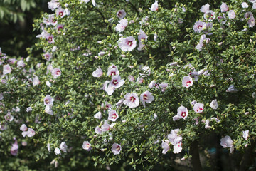 Beautiful rose of Sharon