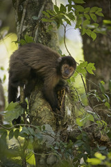 Tufted Capuchin (Cebus apella)