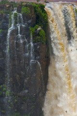 Great Dusky Swift - Vencejos de Cascada (Cypseloides senex) - Igua&ccedil;u
