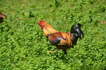 gallo de corral