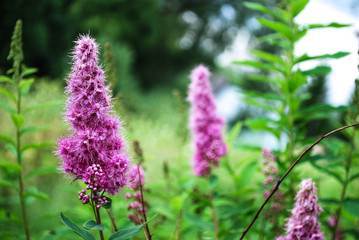 Blossoming pink flowers
