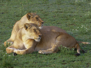 Fototapeta na wymiar Lions of Serengeti