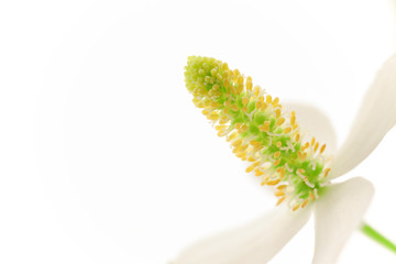 花　白バック　ドクダミ