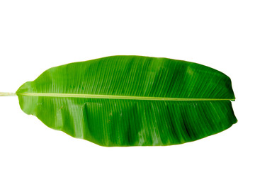 Banana leaves on a white background.