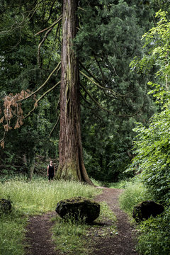 German National Park hiking girl on trail beside a huge old mammoth tree © CL-Medien