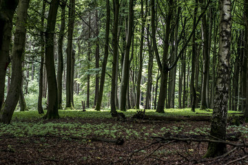 Green tree spooky mystical forest background, beautiful view fresh pines trees and floor in Germany Europe