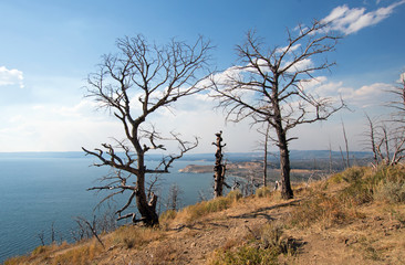 Fototapeta na wymiar Dead burned trees at Lake Butte View above Yellowstone Lake in Yellowstone National Park in Wyoming USA