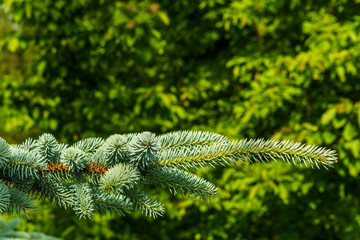 Blue spruce tree branch on green background