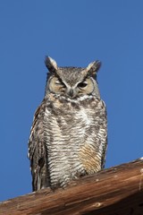 Great Horned Owl (Bubo virginianus)