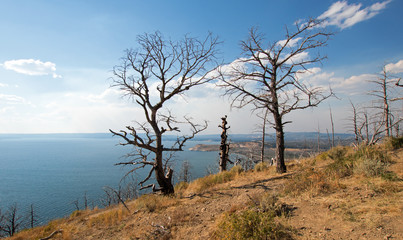 Fototapeta na wymiar Dead burned trees at Lake Butte View above Yellowstone Lake in Yellowstone National Park in Wyoming USA