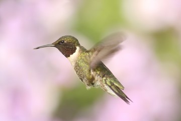 Fototapeta na wymiar Male Ruby-throated Hummingbird (archilochus colubris)