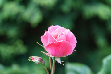 A closeup shot of a rich pink rose green background
