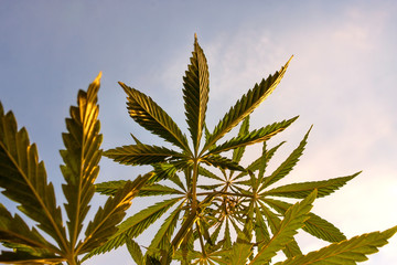 Cannabis High Quality. Marijuana. Hemp. Cannabis, good background. Cannabis leaf on blurred...
