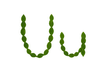Letter U, alphabet made from green leaves isolated on white background